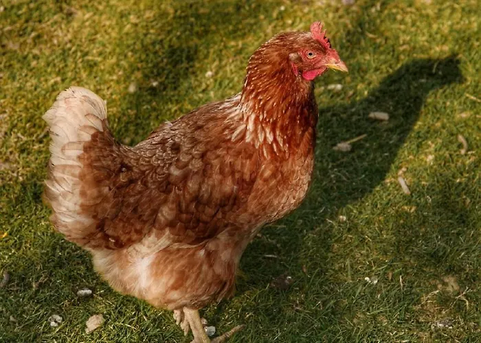 Mirtei Hohenau